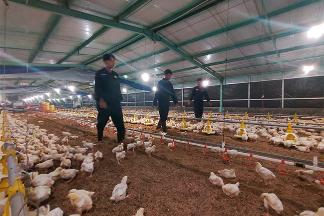 Kepakan Sayap Inovasi: 6 Mahasiswa Fapet Unsoed Magang Intensif di Kandang Closed House Berteknologi Modern