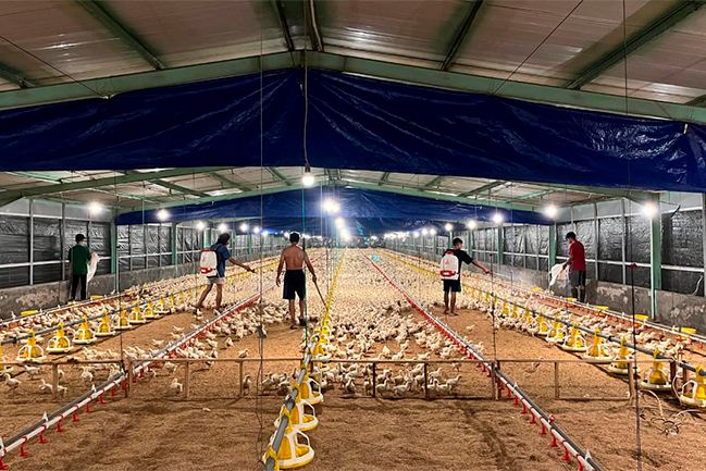 Kepakan Sayap Inovasi: 6 Mahasiswa Fapet Unsoed Magang Intensif di Kandang Closed House Berteknologi Modern