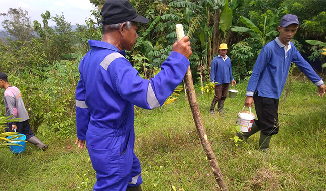 Belasan Staff BPU Lakukan Pemupukan Massal Tanaman Kopi di Gunung Tugel
